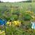 Hostas / Blue Fescue / Perennials 19 thumbnail