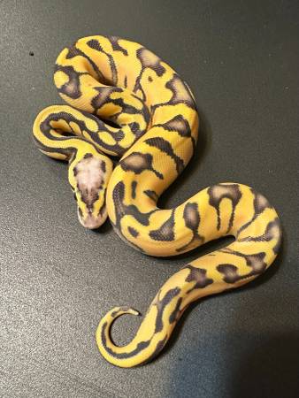 Baby Ball Python!!   Amazing colors!!  ALL information is in the ad! (Perkasie)63797691739651120