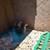 Gallinas/silk and serama 1 thumbnail