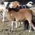 Painted Desert Sheep Ewe Lambs  and more Bankersmith Farms 9 thumbnail