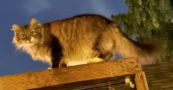LOST CAT: Fluffy Tabby (Brwn/Wht/Dark Stripes),  4 White Feet (Beaumont/Wilshire-Concordia)63958423429123124