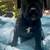 Ack Cane Corso pups 7 thumbnail