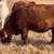 Red, Charolais and red neck bred cows 13 thumbnail