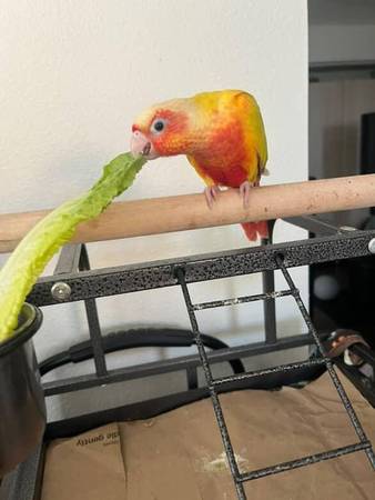 Rehoming Suncheek conure (fremont / union city / newark)63836592873219122