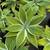 Come Visit Succulent Gardens - Vibrant Varieties Starting at $3! 8 thumbnail