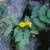 Native Plant: Creeping Oregon Grape (Mahonia repens) 5 thumbnail