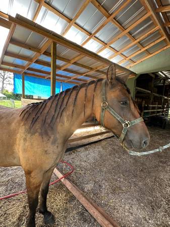3 year old dun gelding (NFM)63977622993411121