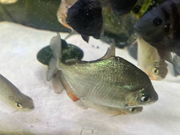 Fresh water fish rehoming (Brush Prairie)63842372507779124