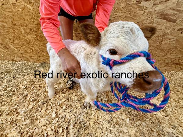 Micro mini highpark 1