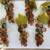 Hand made beautiful acrylic grape clusters set of 6 2 thumbnail