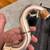 Buffet Prestige Greenline Low C Bass Clarinet w/Silver plated keys 7 thumbnail