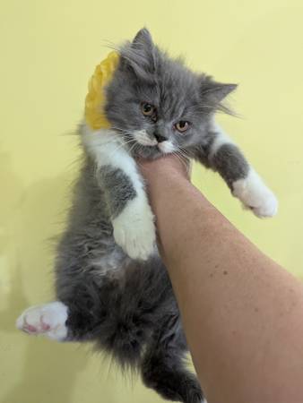 Persian Kittens For Rehoming. (Rochester)63887462529667121
