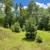 White Pine Balsam Trees 2 thumbnail