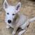 2 White Male Husky Puppies for adoption 4 thumbnail