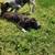 Beagle and blue healer mix puppies 5 thumbnail