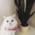 PERSIAN CATS (BONDED PAIR) NEEDS HOME 6 thumbnail