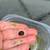 Ramshorn snails 5 thumbnail