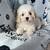 Beautiful Cavapoo Pupperzz 4 thumbnail