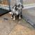 Frenchies Puppy 1 thumbnail