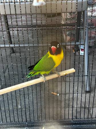 Bird cage with love bird 1