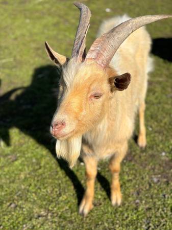 Goats for sale 1