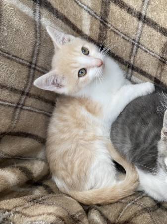 Kittens Kittens (Olympia)63874561000067122