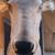 Gemmy Buck The Animated Trophy Singing Deer Head Mount 4 thumbnail