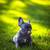Blue Male Puppy French Bulldog 2 thumbnail
