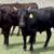 Wagyu & Wagyu Angus Cross Feeder Steers 8 thumbnail