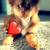 Yorkie Pomeranian mix 5 thumbnail