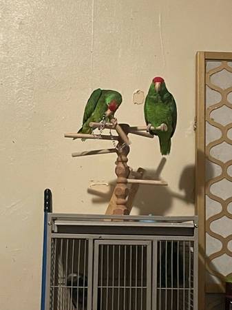 Loros   Parrots 1