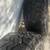 TOYOTA TACOMA  WHEELS 18" 5 thumbnail