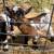 Two young dwarf goats 2 thumbnail