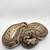 Ball Python 2 thumbnail