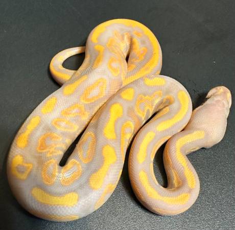 Baby Ball Python!!   Amazing colors!!  ALL INFO IN AD! (Perkasie)63797691712131120