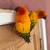 Sun conures with free cage 2 thumbnail