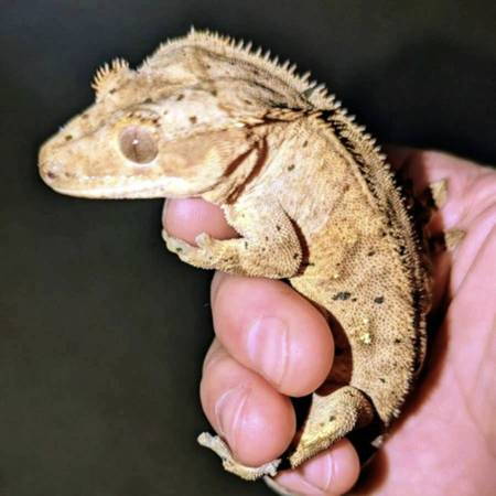 Dalmatian Tiger Crested Gecko 1