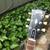 1961 Gibson SG RI Derek Trucks model 5 thumbnail