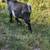 Pygmy Billy goats 2 thumbnail