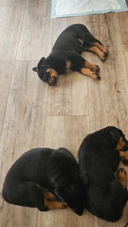 Purebred Rottweiler Puppies 8 Weeks Old Ready for Homes (santa rosa)63683395021315122