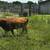 Polled ADCA Dexter Bull from a closed herd. 1 thumbnail
