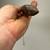 Rare Antique Asian Chinese Tibetan Bhutanese Warriors Dagger Knife Mou 15 thumbnail