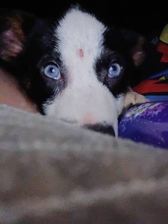 Mixed breed puppy (Hartselle)63660366624641123