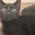 Gatitos 4 thumbnail