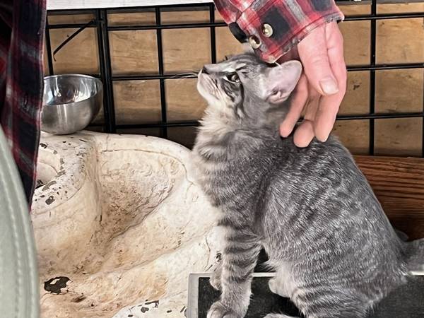 4 SWEET KITTENS NEED A GOOD HOME. (THOUSAND OAKS)63953815920642124