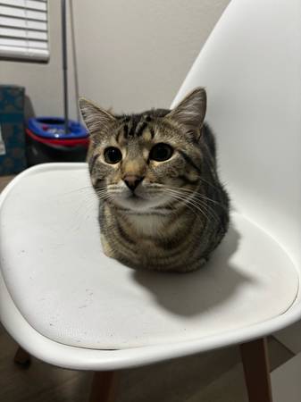 2 year old tabby (Kennewick)63743318930177123