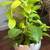 Neon green leucodendron plant - trained vertical growth 2 thumbnail