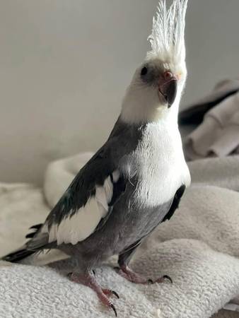 Gray and White Cockatiel (fremont / union city / newark)63836592363011123
