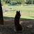 German Shepard 3 thumbnail