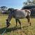 2yr old horse 4 thumbnail
